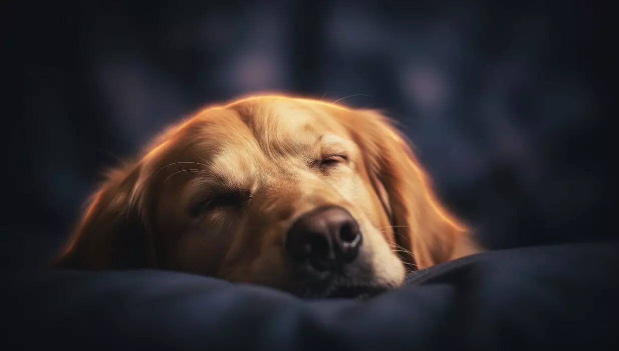 Scientists found what dogs dream about and it's closer to you than you ...