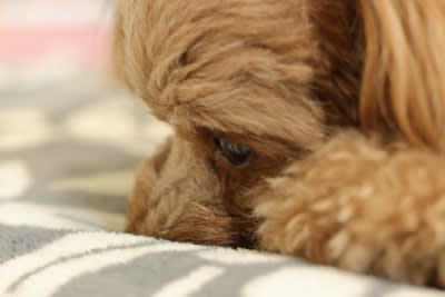 犬の『メンタルが崩壊する』絶対NG行為５選 飼い主がやってはいけない問題行動とは？