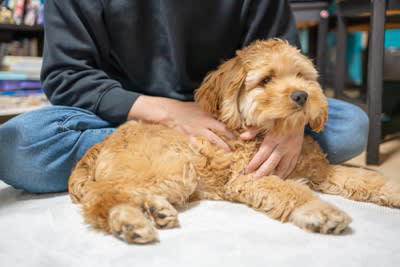 犬の『メンタルが崩壊する』絶対NG行為５選 飼い主がやってはいけない問題行動とは？