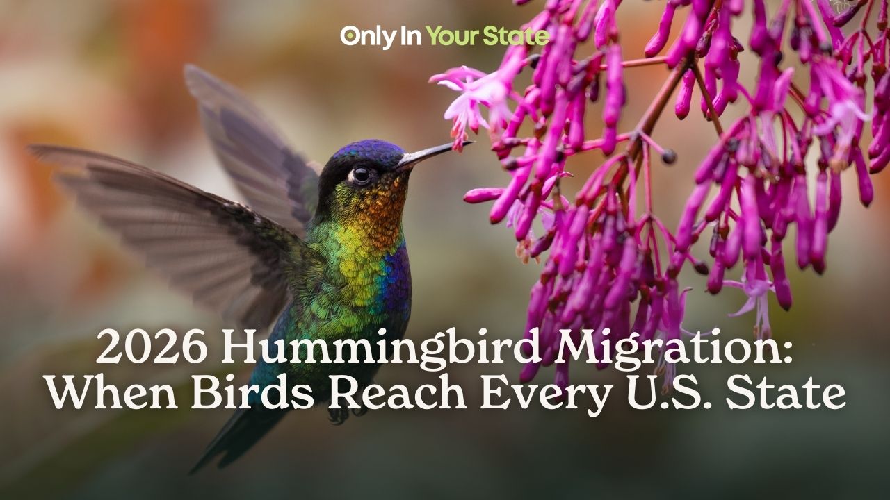 2026 hummingbird migration: When birds reach every US state