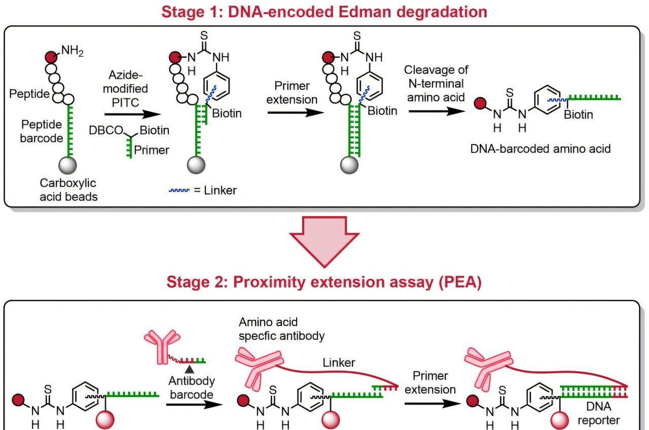 Protein sequencing advance offers new insights into life's foundations