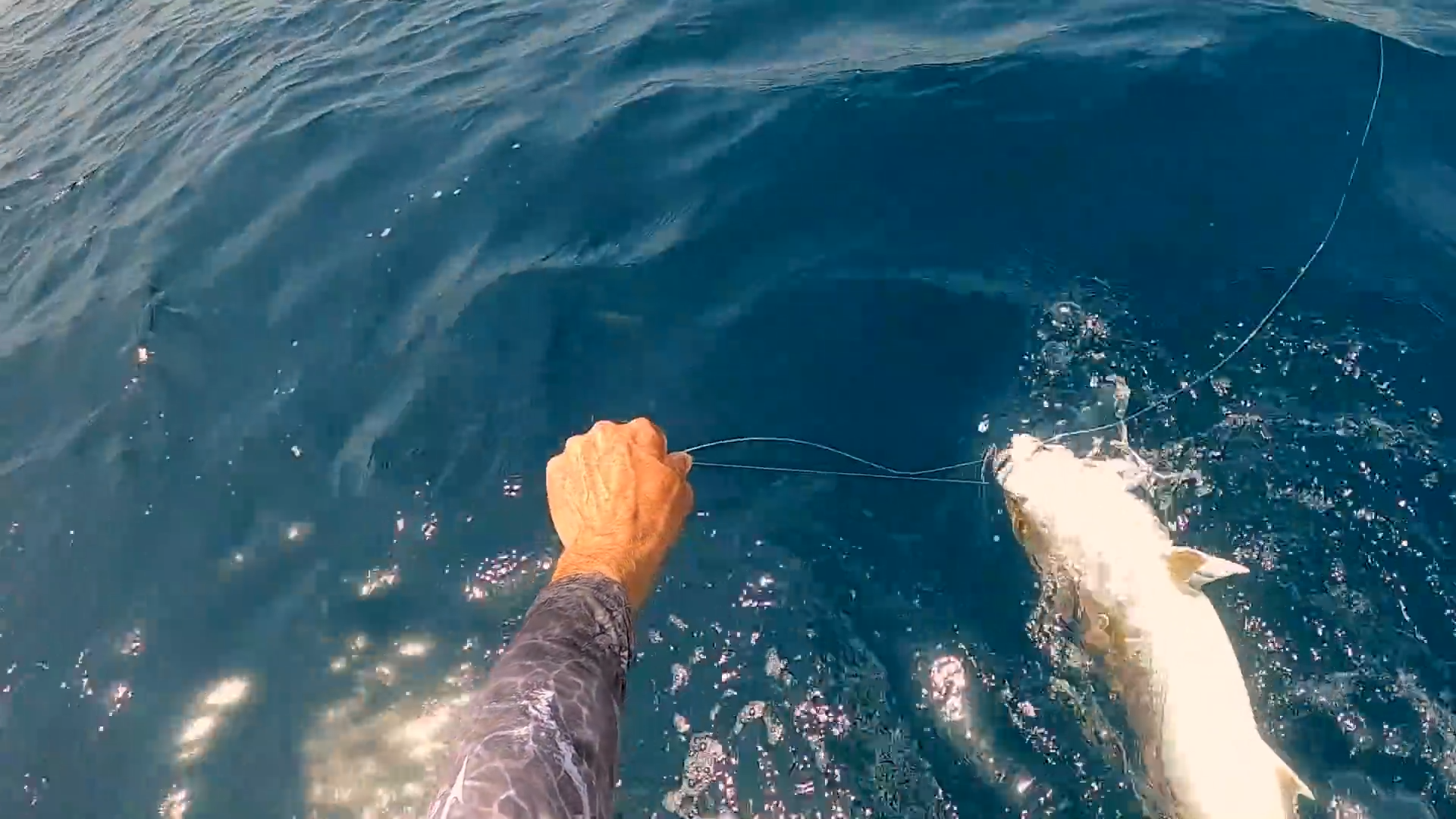 Watch what happens when live bait meets hungry offshore predators