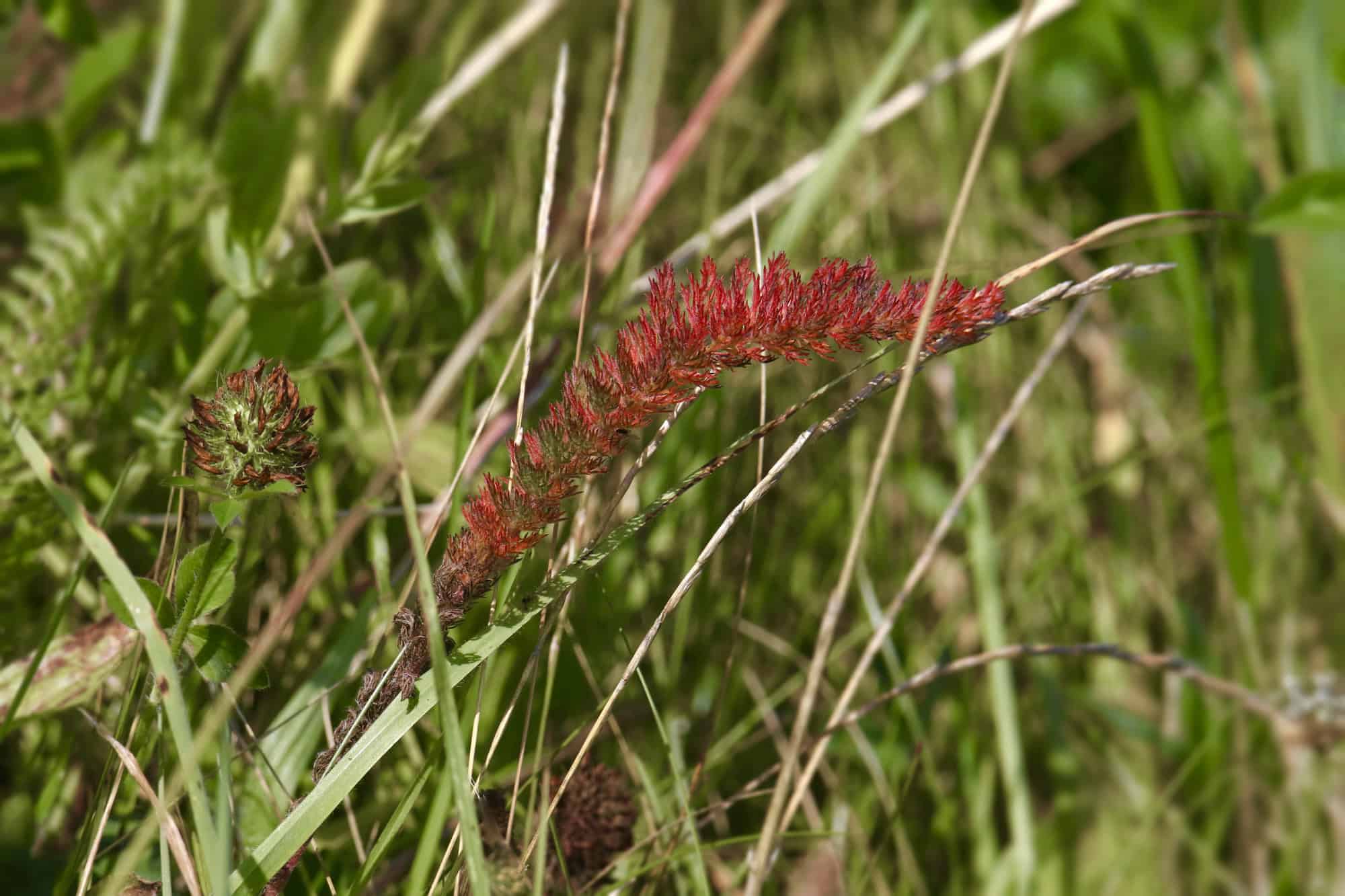 What is creeping red fescue?