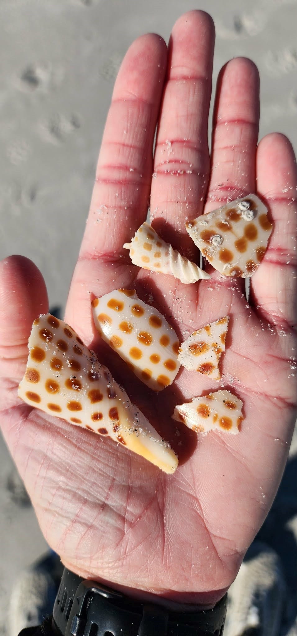 SW Florida shell seeker's rare finds led to passionate, fruitful hobby