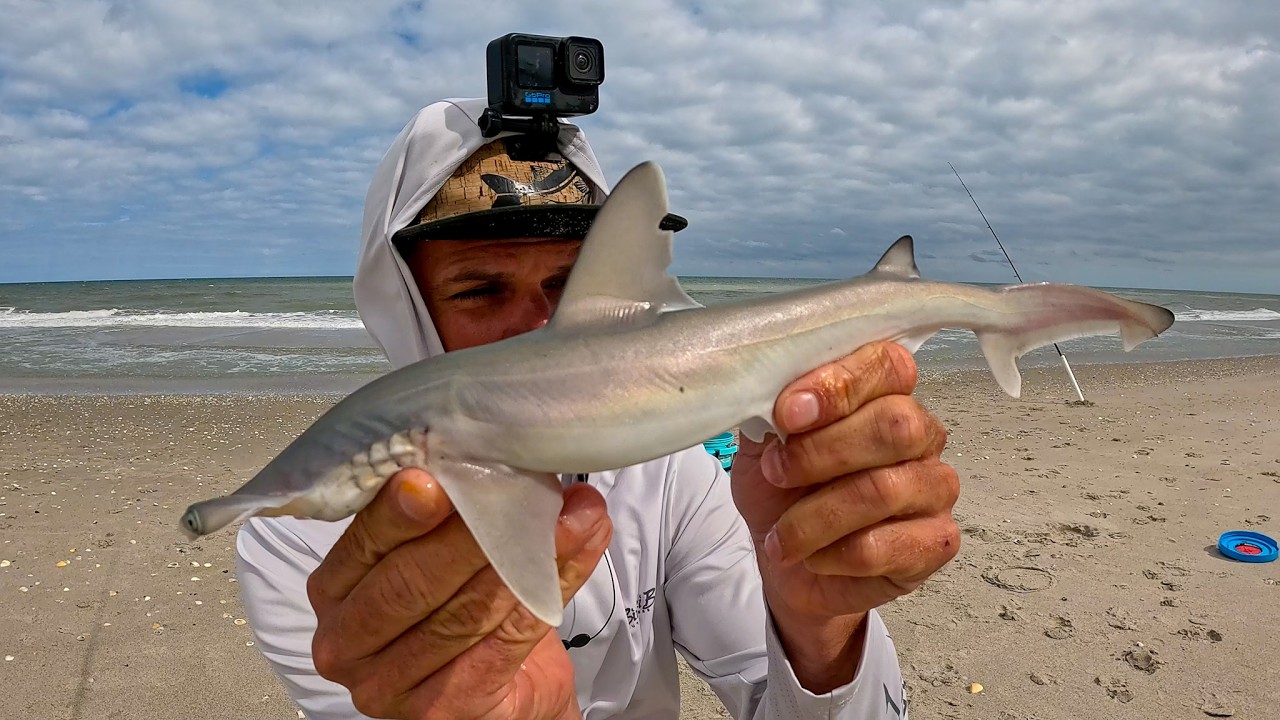 This is the moment a baby shark hit my pompano rig