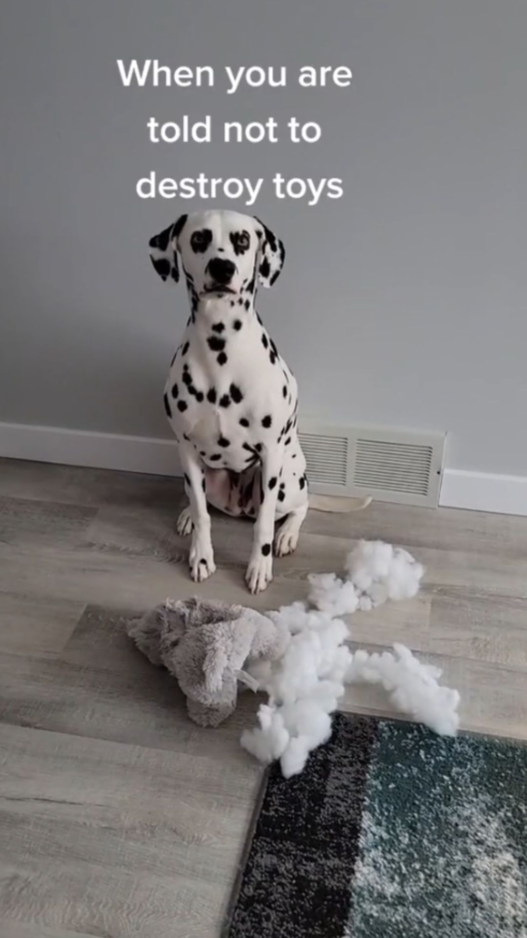 Dog behavior insights: Why they still destroy toys