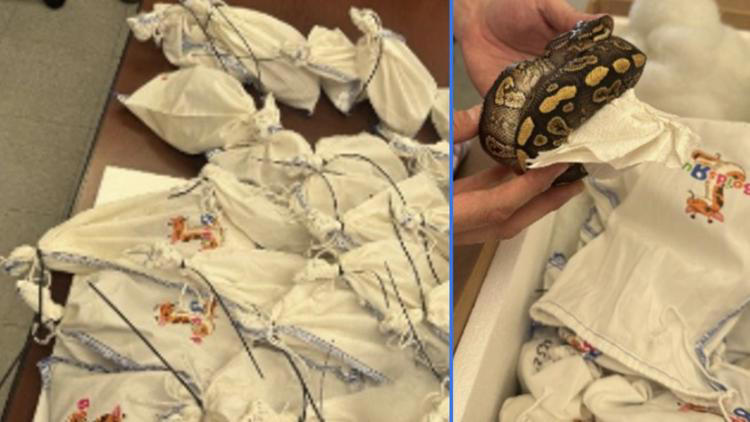 Dozens of live pythons found hidden in tractor at Laredo bridge, CBP says