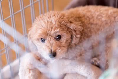 犬の『メンタルが崩壊する』絶対NG行為５選 飼い主がやってはいけない問題行動とは？