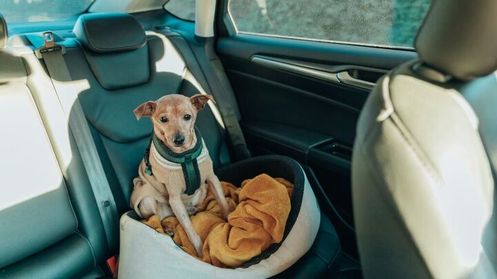 5 tips to make traveling with your dog easier<br><br>