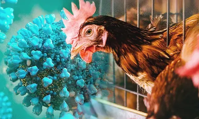 Bird flu confirmed in Alappuzha; 5,961 birds to be culled