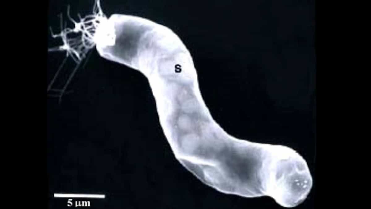 The most successful real-life alien hoaxes