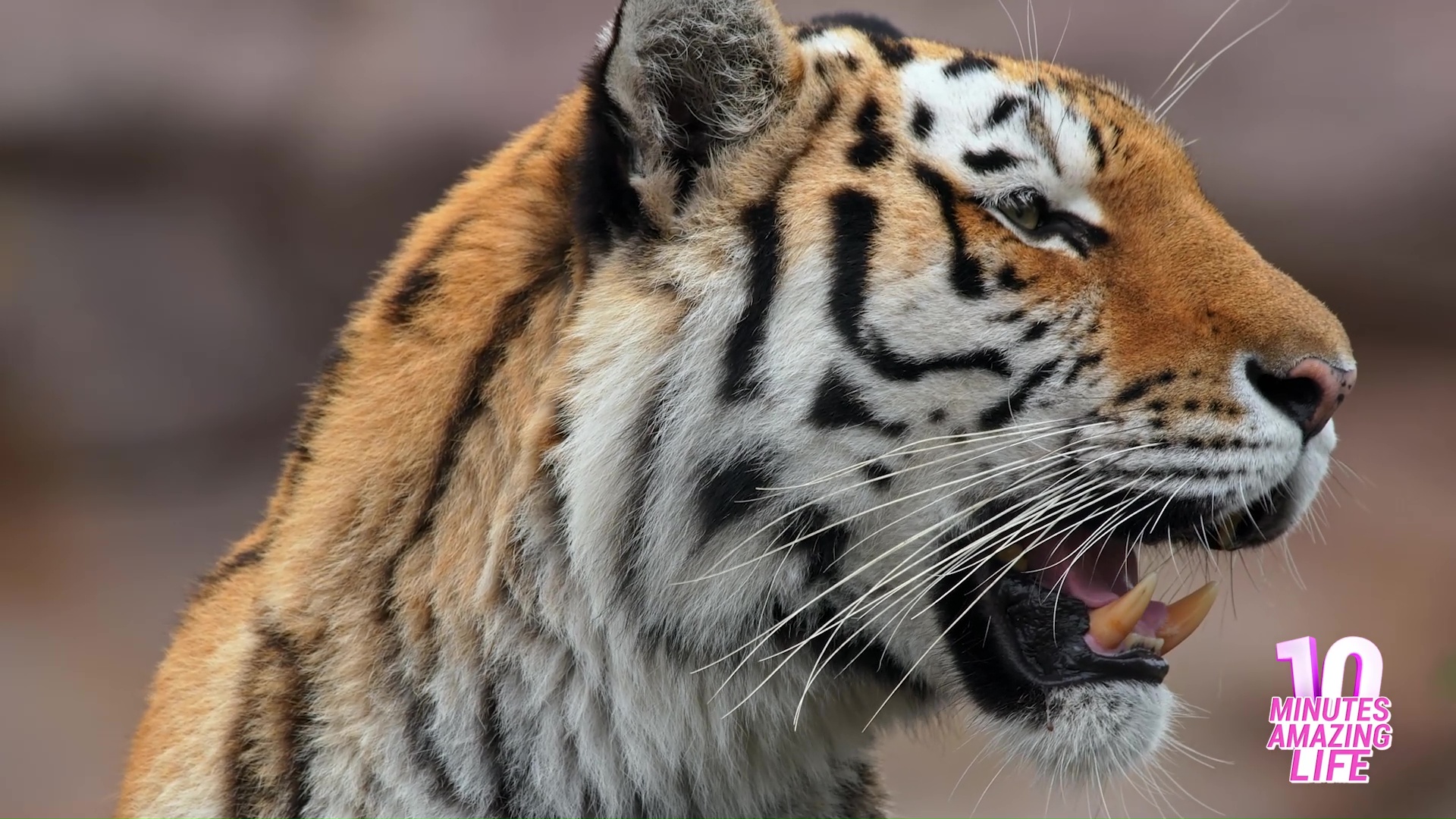 Massive tiger observing territory with sharp awareness