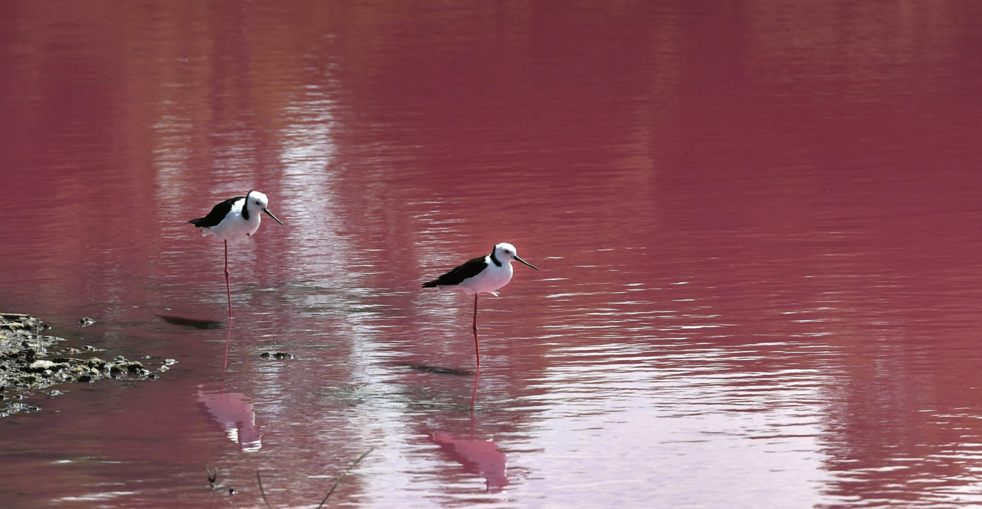 Why are Australian lakes pink?