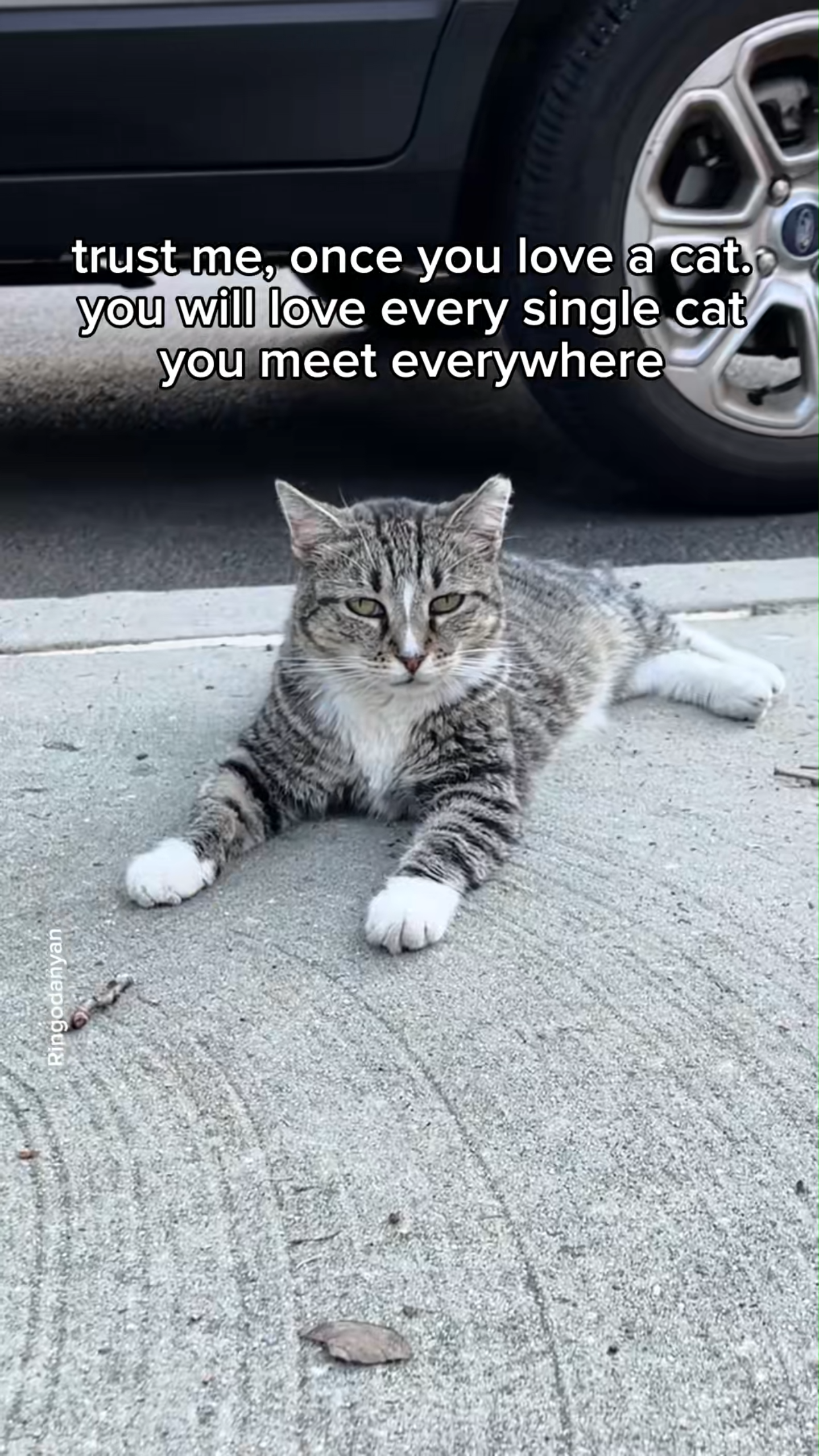 Once you love one cat you will want them all