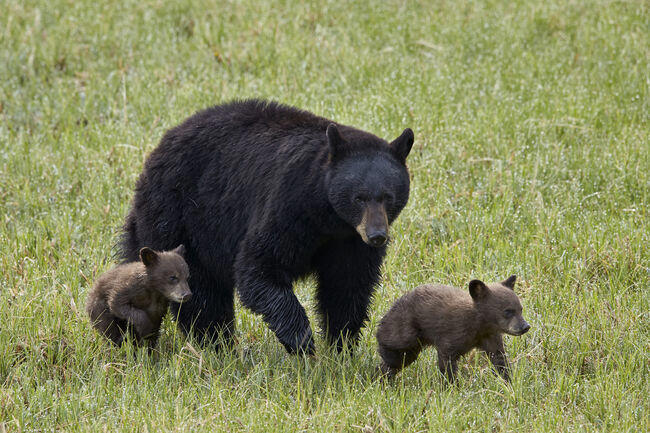 Petition drive to save Monrovia bear shifts focus after she was euthanized