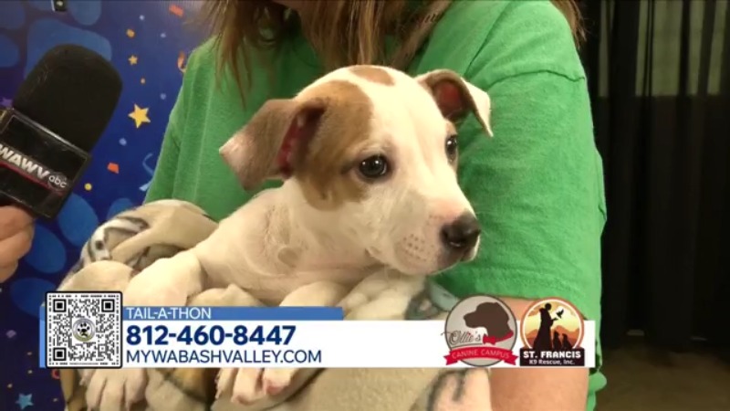 Why volunteering at the Humane Society is so important