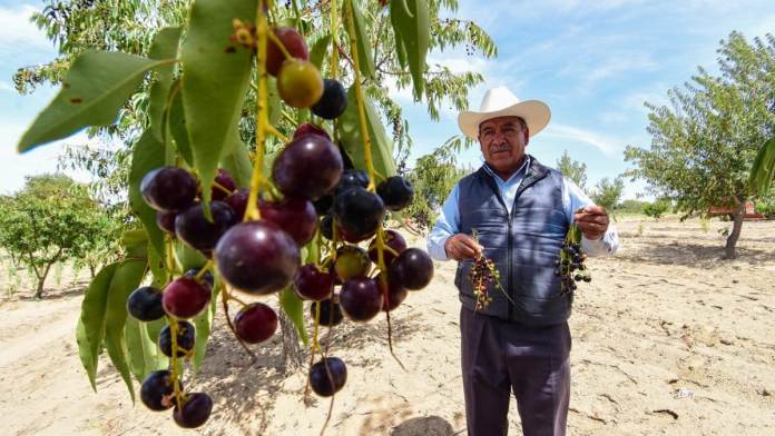 3 frutas mexicanas que nutriólogos recomiendan por sus beneficios
