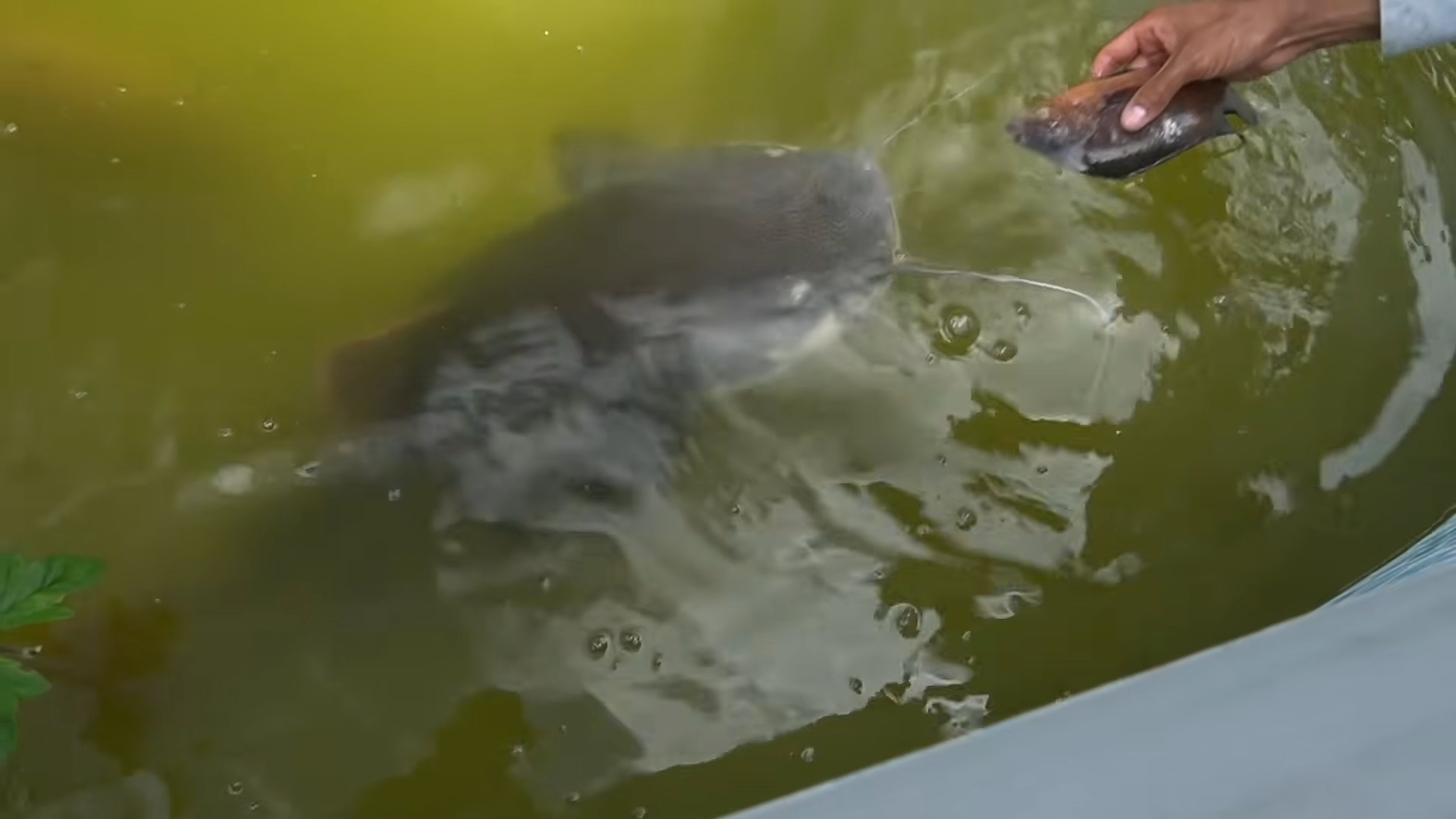 Building a stone wall in my river to protect my pet fish