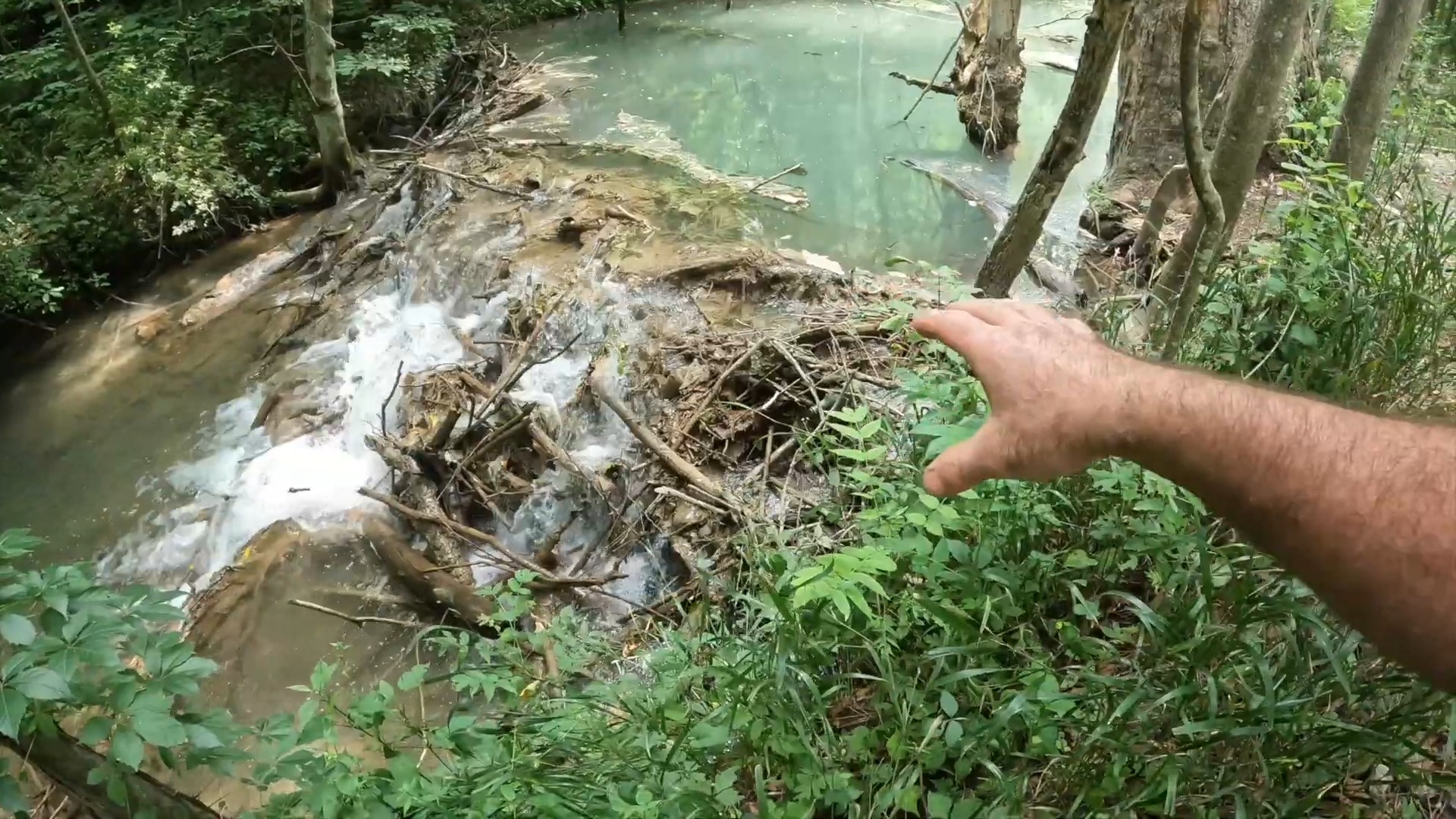 They found a beaver dam that looks like it’s turning to stone in real time<br>