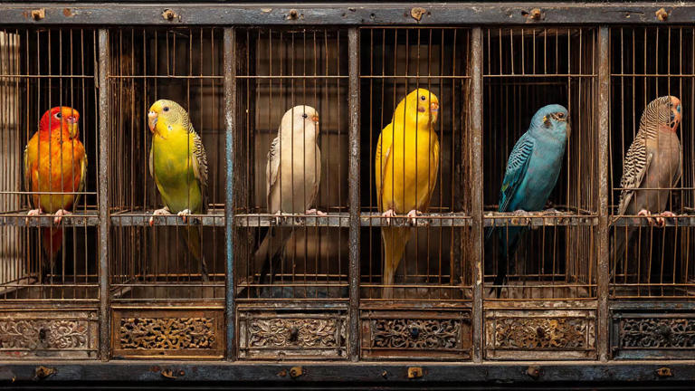 How to choose the ideal cage size for different bird species for a ...