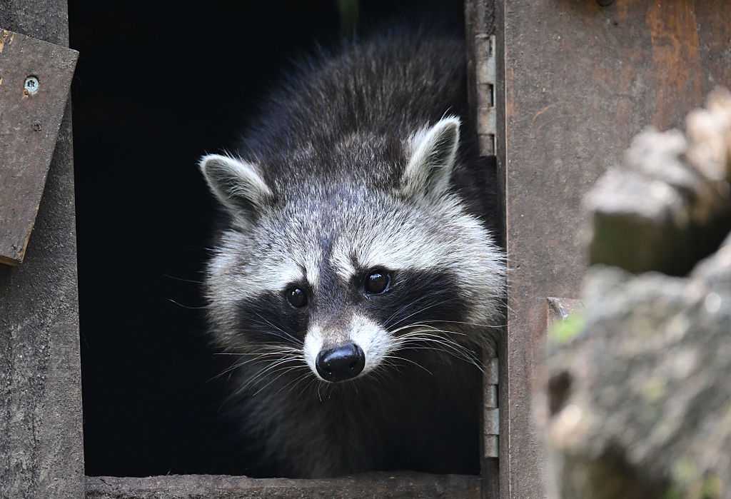 Lenexa police report increase in raccoons with distemper symptoms ...