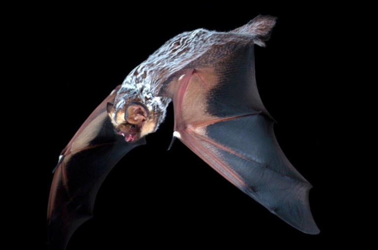 What makes a genus real? Scientists use tree bats to evaluate a ...