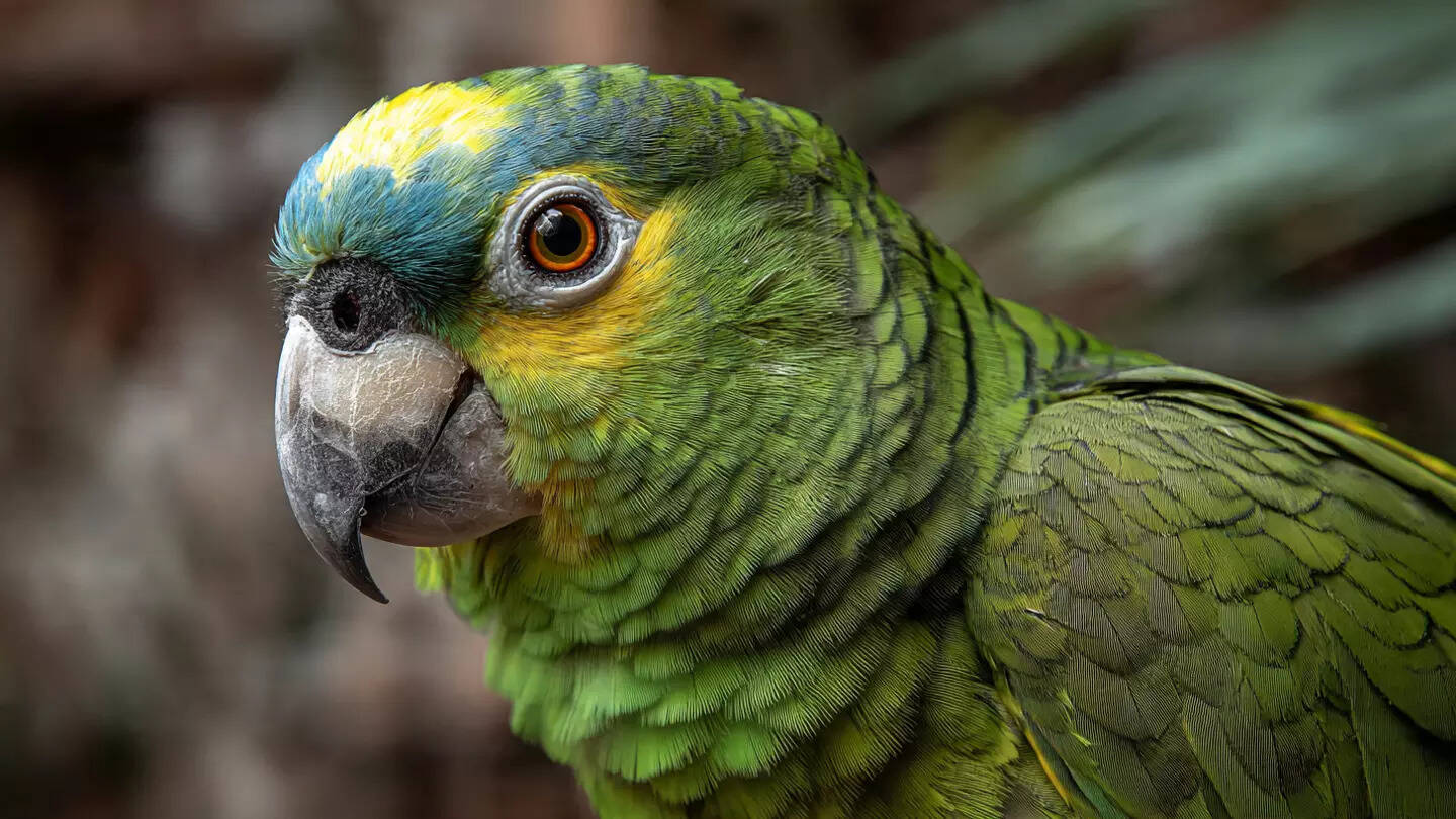 How to identify causes and prevent feather plucking in pet parrots at home