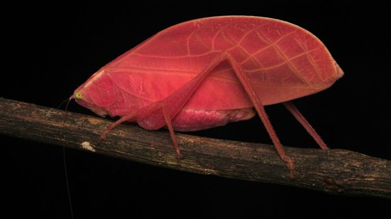 Wetenschappers stomverbaasd: insect ruilt roze kleur in voor groen in ...