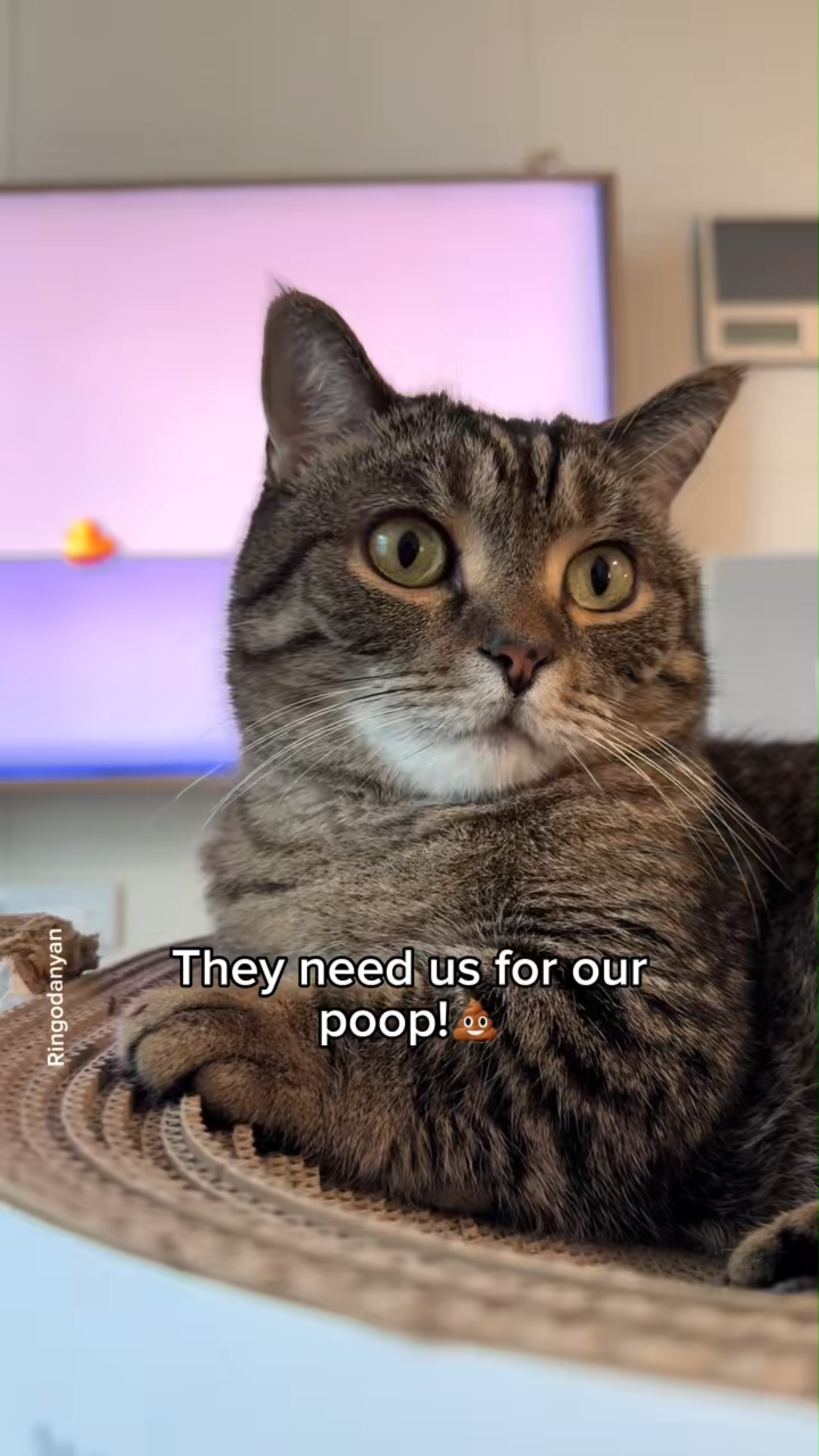 Why my human collects my poop every day, explained