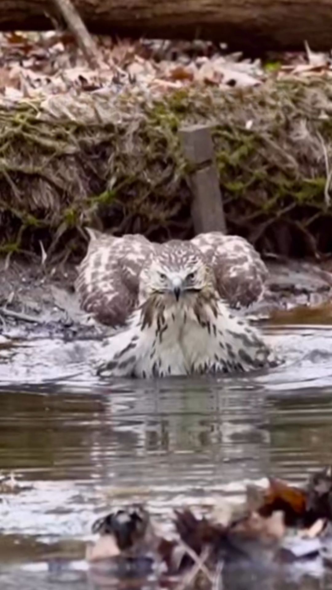 Red-tailed hawk behavior insights from a stunning bathing scene