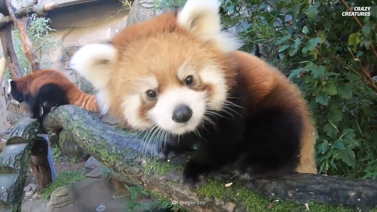 Watch what happens when red pandas use their tails for balance in trees
