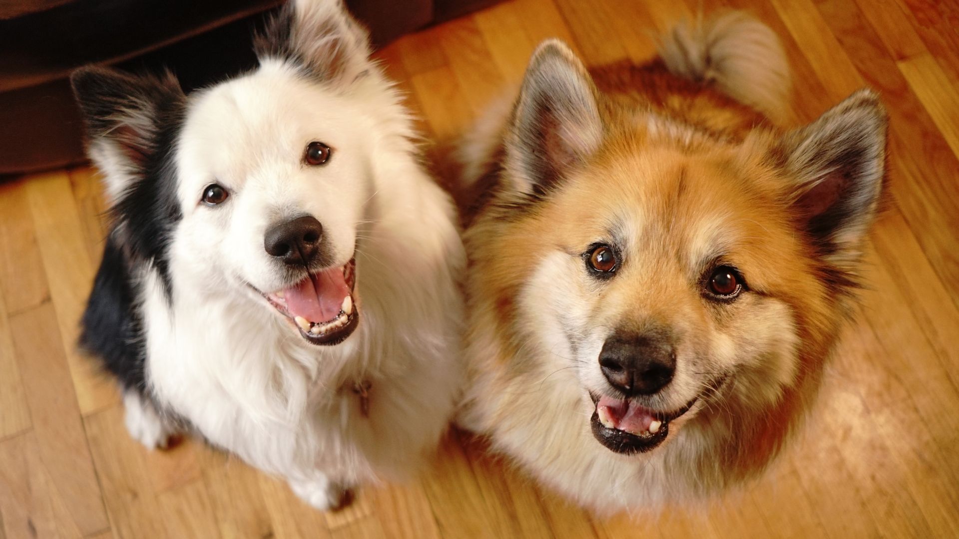 The things that make dogs genuinely happy, according to dogs