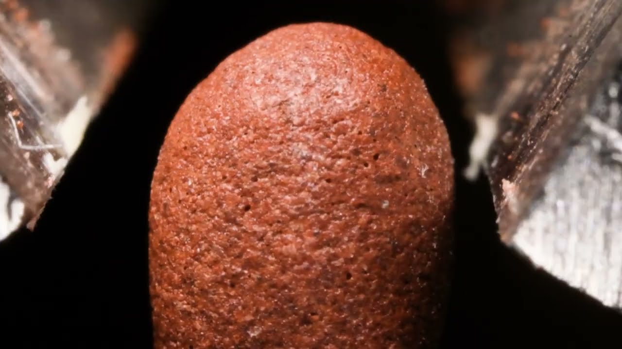 Oddly satisfying macro: Biting everyday objects up close