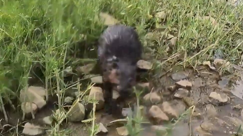 He thought it was a joke - then a beaver sank its teeth into him