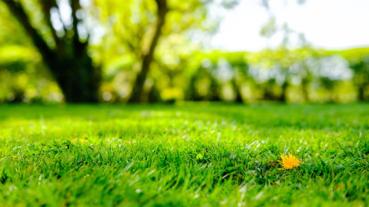 5 common lawn care mistakes that are killing your yard