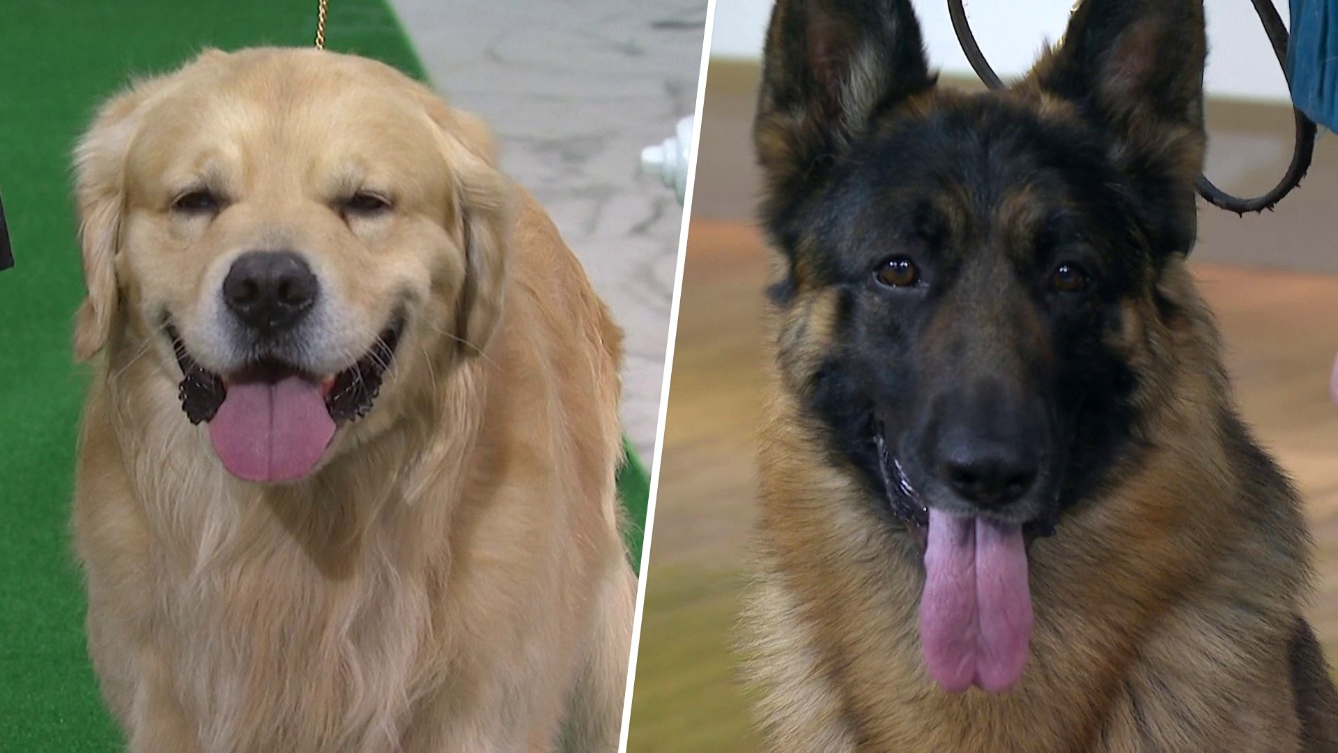 Exclusive: American Kennel Club reveals top 5 dog breeds