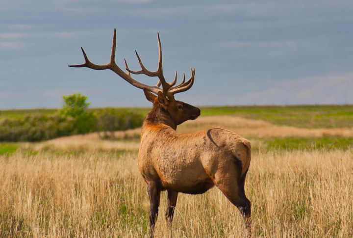 10 unique wildlife species that thrive across New Mexico's wild terrain