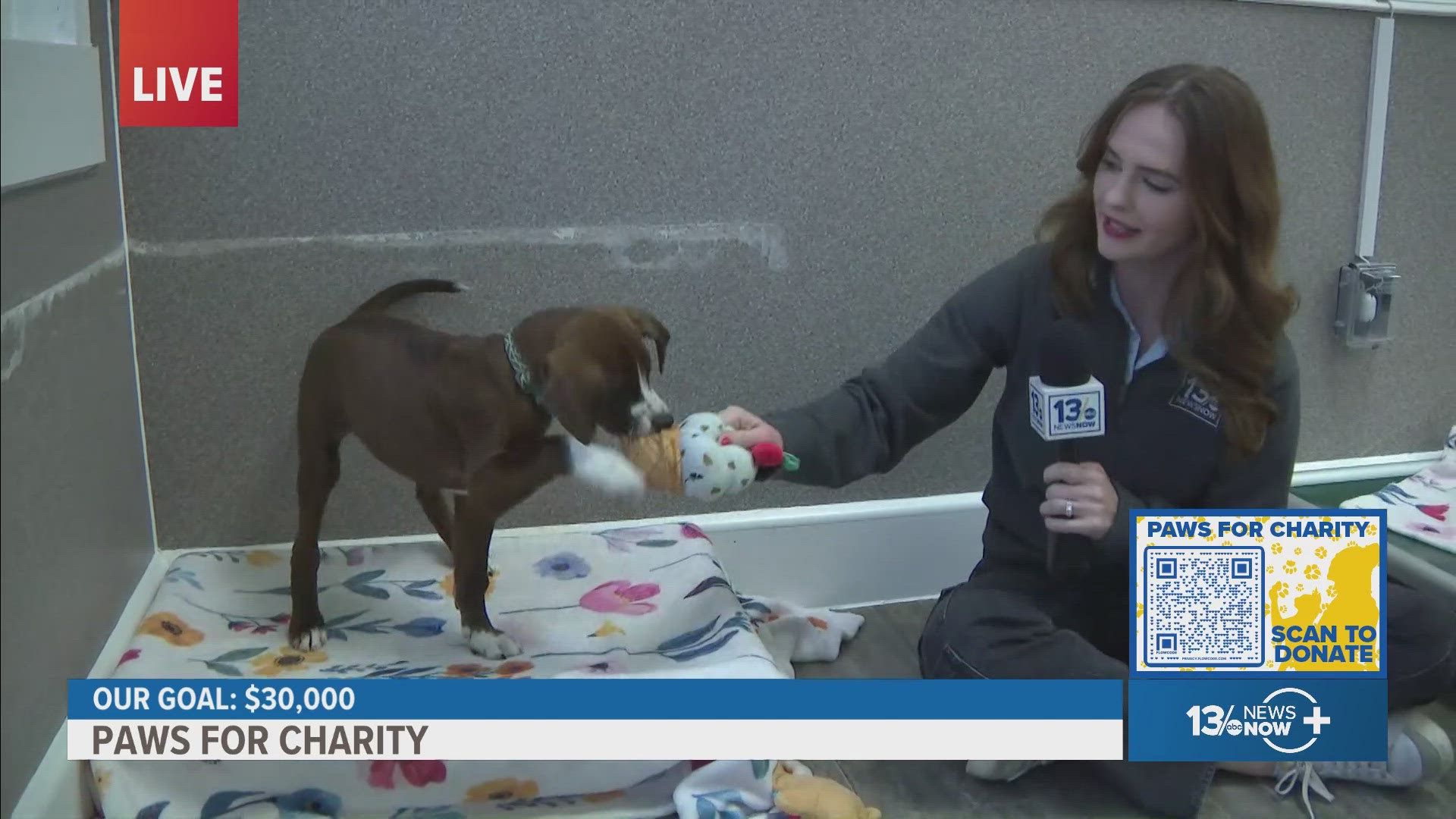 Paws for charity: Donations help Virginia Beach rescue save vulnerable ...
