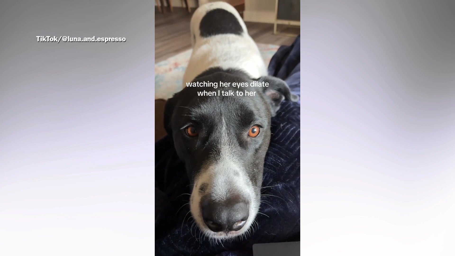 Internet obsessed with what happens to dog’s eyes when owner talks