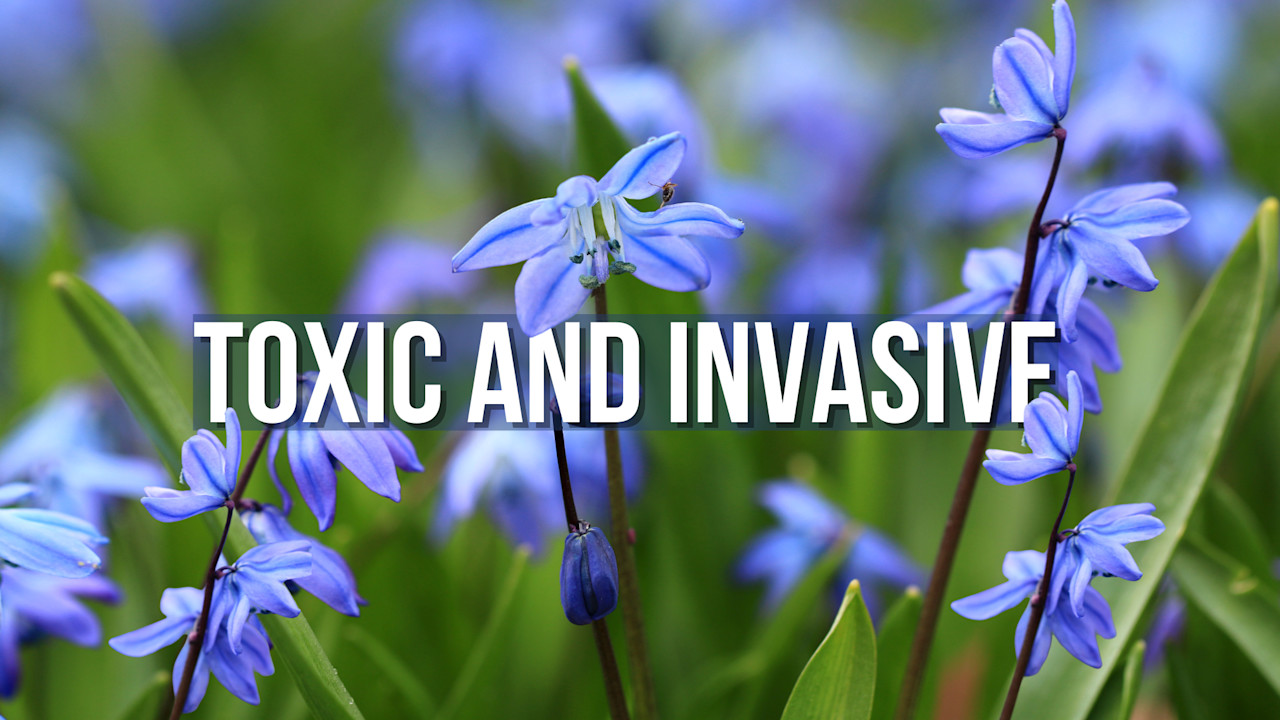 Did you know? One of Ontario's first spring blooms is invasive and ...