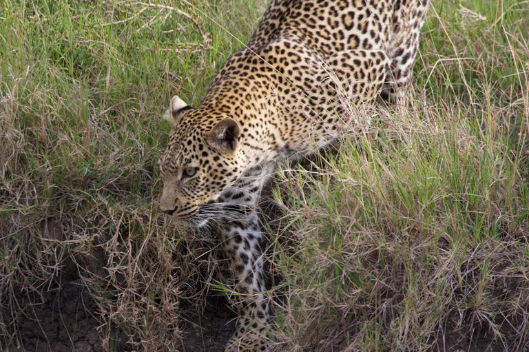 I travelled to the Maasai Mara 30 years after my first visit