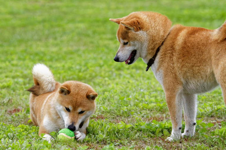 Senior Shiba Inus form their own 'gang' at day care and it's pure sweetness
