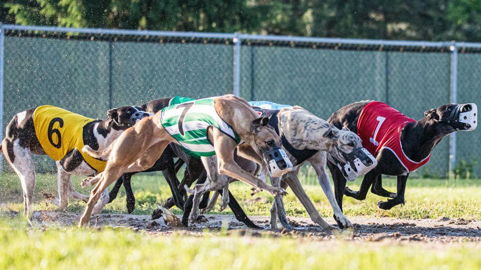 Greyhound racing to be outlawed in Scotland