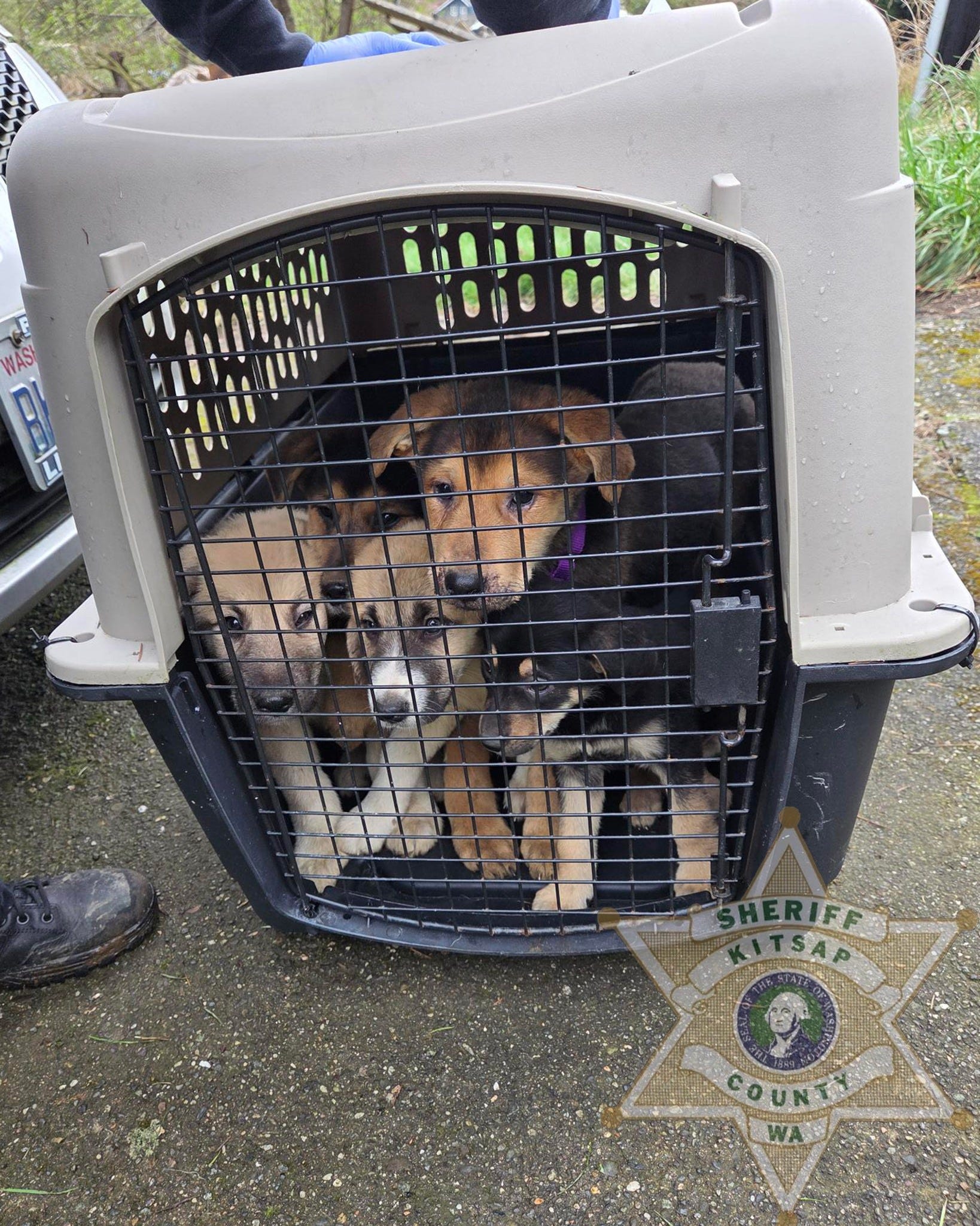 More than 20 dogs among 57 animals seized from North Kitsap property