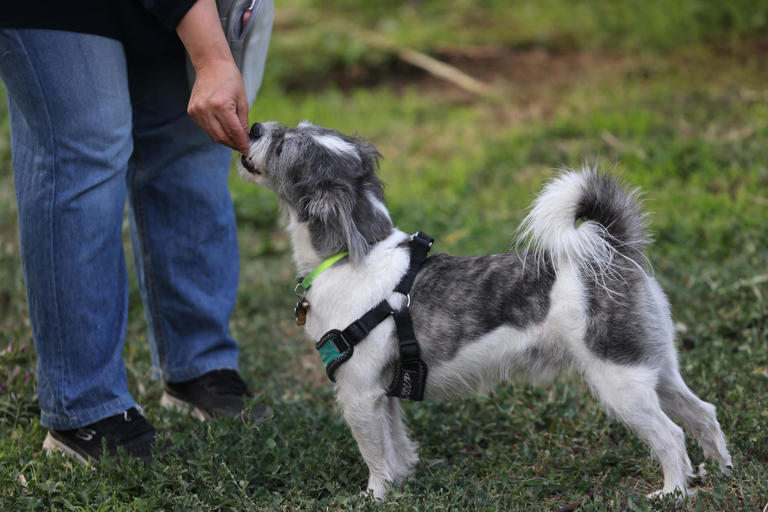 This Illinois city was named one of the most dog-loving in the US