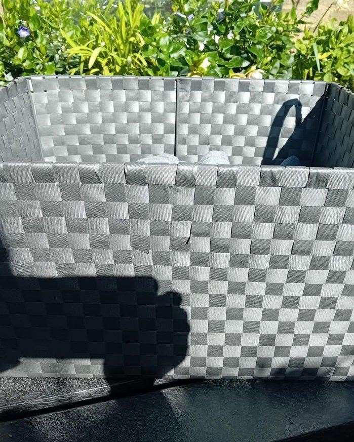 Wisteria Cat Rescue in Rochester issues urgent plea after newborn ...