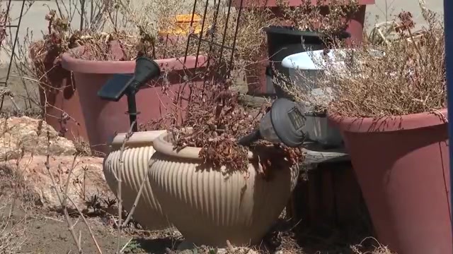 114 cats rescued, some found dead in Arvada home