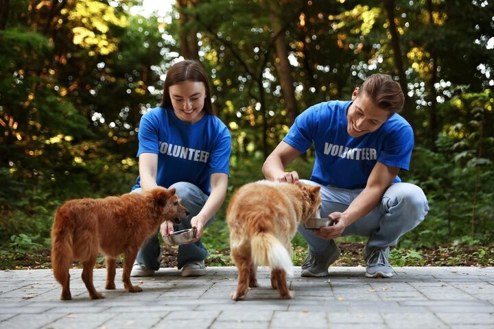 Meet Henry, a 25-year-old dog who helps senior pets in shelters