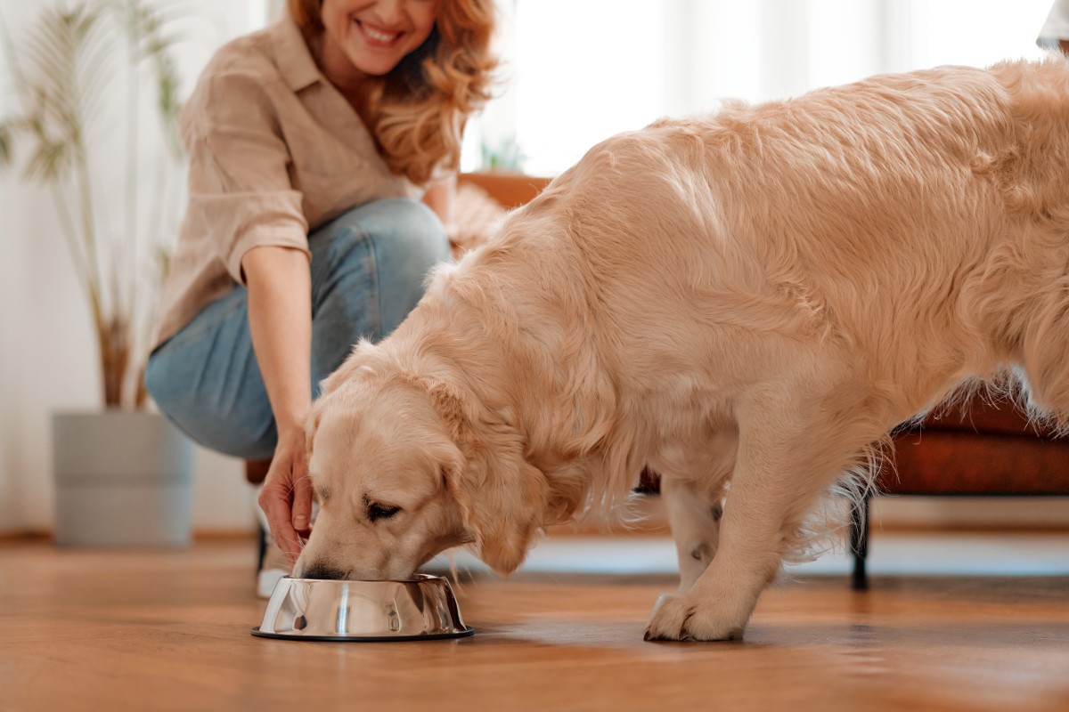 This New Zealand-based company just gave kibble a fresh upgrade: dogs ...