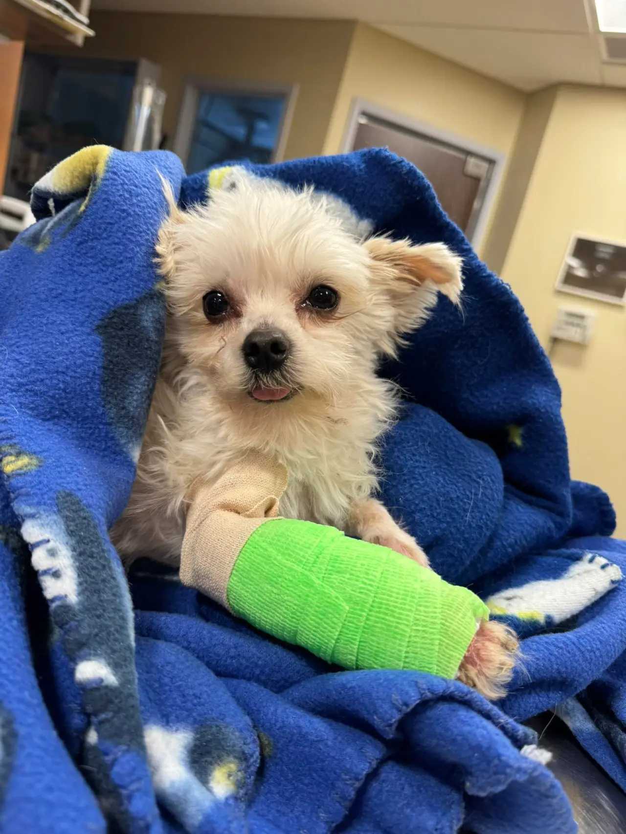 $5K reward offered after dog found with bone-deep injury outside CT ...